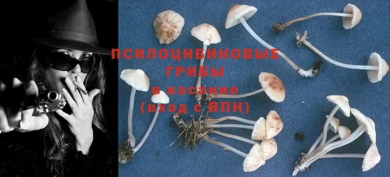 OMG ссылки  Ермолино  Галлюциногенные грибы Psilocybine cubensis 